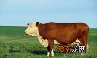 为什么印度不吃牛 印度人不吃牛的原因
