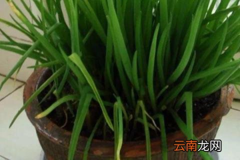 冬季大葱室内盆栽的方法
