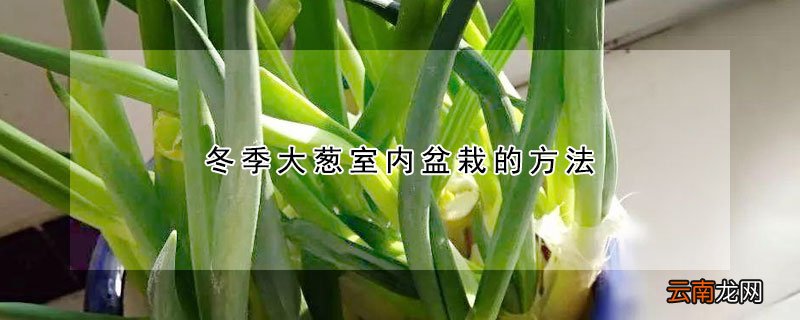 冬季大葱室内盆栽的方法