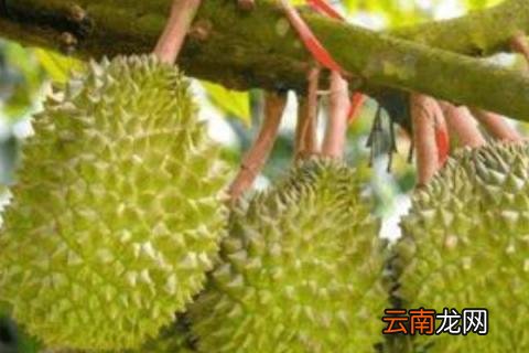 榴莲树适合在什么地方种植