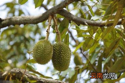 榴莲树适合在什么地方种植