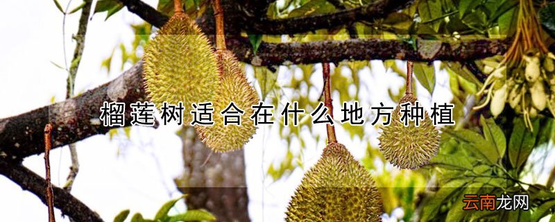 榴莲树适合在什么地方种植