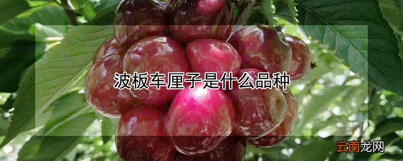 波板车厘子是什么品种