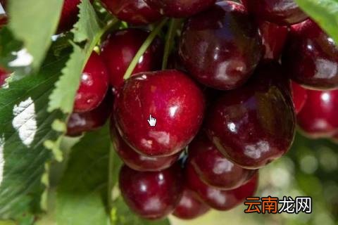 波板车厘子是什么品种