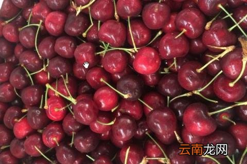波板车厘子是什么品种