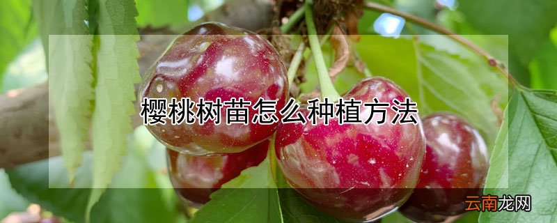 樱桃树苗怎么种植方法