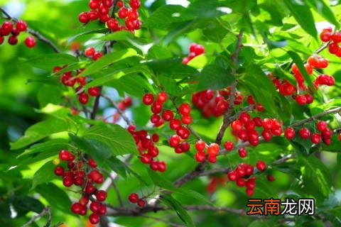 樱桃树苗怎么种植方法