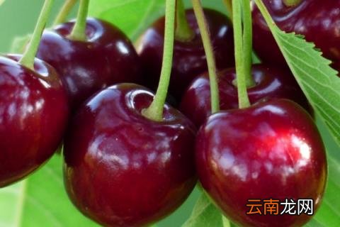 樱桃树苗怎么种植方法