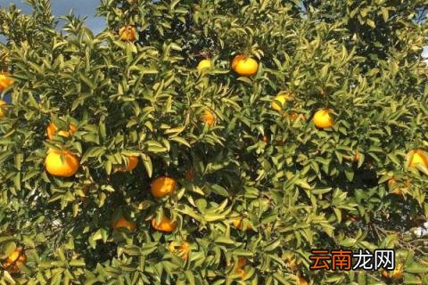脐橙树如何防冻