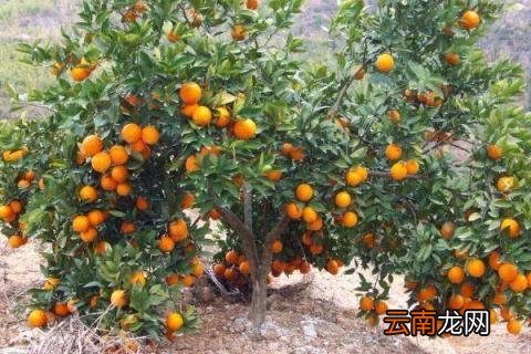 脐橙树如何防冻