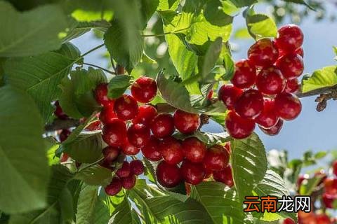 樱桃树零下多少度会冻死