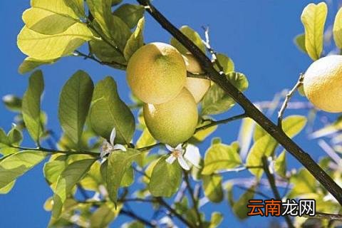 室外柠檬树如何过冬