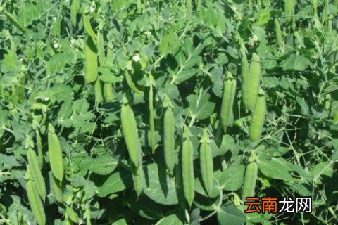 豌豆12月份还可以播种吗