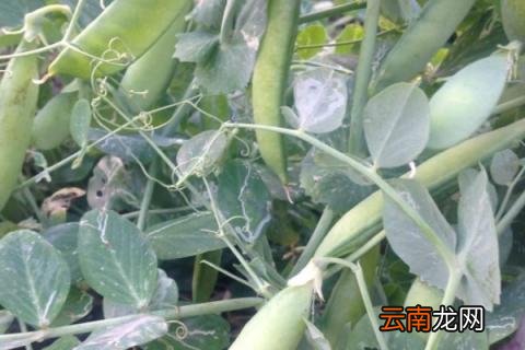 豌豆12月份还可以播种吗