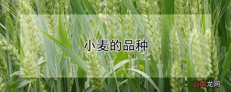 小麦的品种