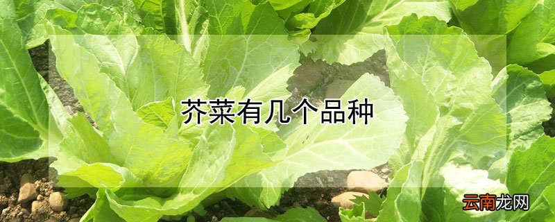 芥菜有几个品种