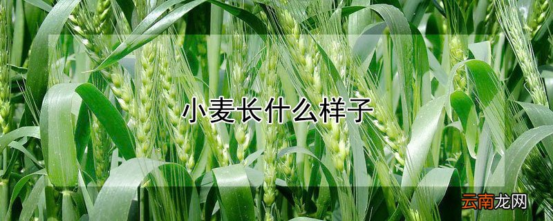 小麦长什么样子