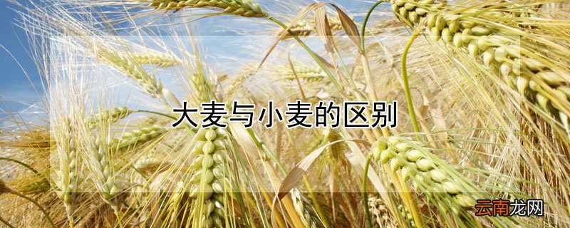 大麦与小麦的区别