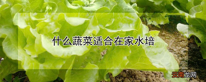 什么蔬菜适合在家水培