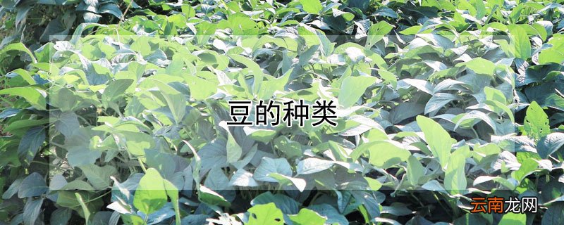 豆的种类