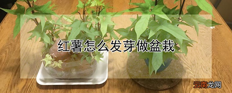 红薯怎么发芽做盆栽
