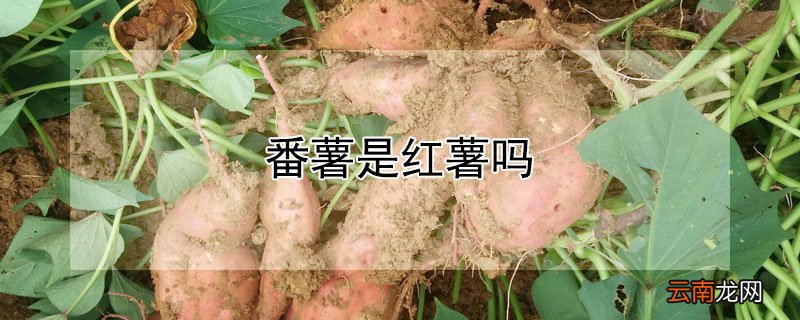 番薯是红薯吗