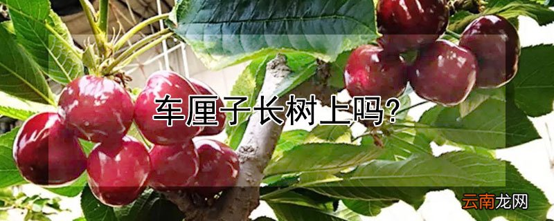 车厘子长树上吗