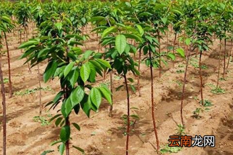 车厘子长树上吗