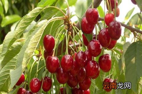 车厘子长树上吗