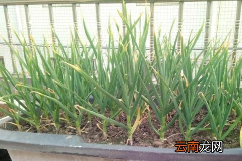 蒜苗叶子发黄怎么治