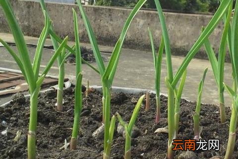 蒜苗叶子发黄怎么治
