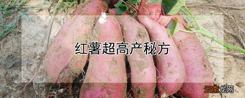 红薯超高产秘方