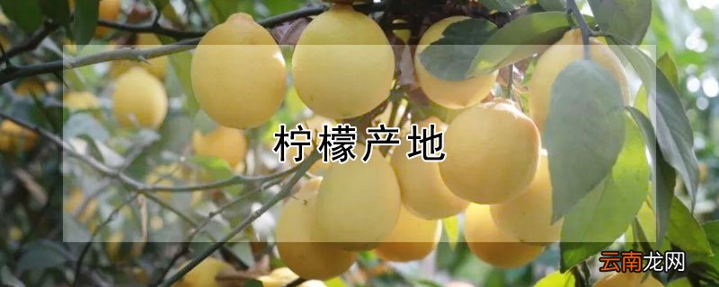 柠檬产地