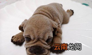 狗慕斯的做法 原来是这样做的