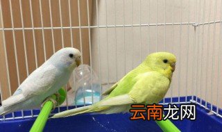 鸽子炸毛怎么办 该怎么解决