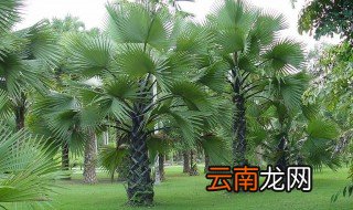 家里种棕榈树好不好 种在哪个位置比较好