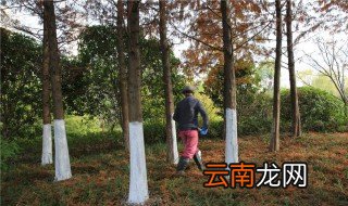 树干为什么常常刷成白色 跟着去了解原因