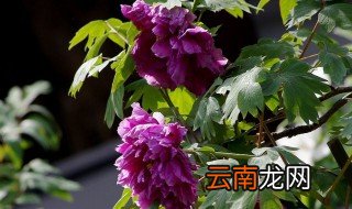 有香味的牡丹品种 味道像什么