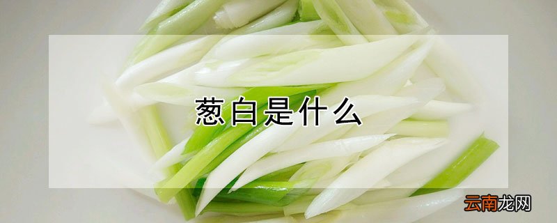 葱白是什么