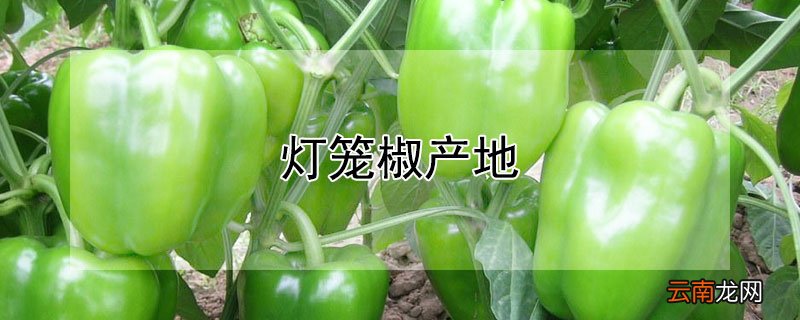 灯笼椒产地