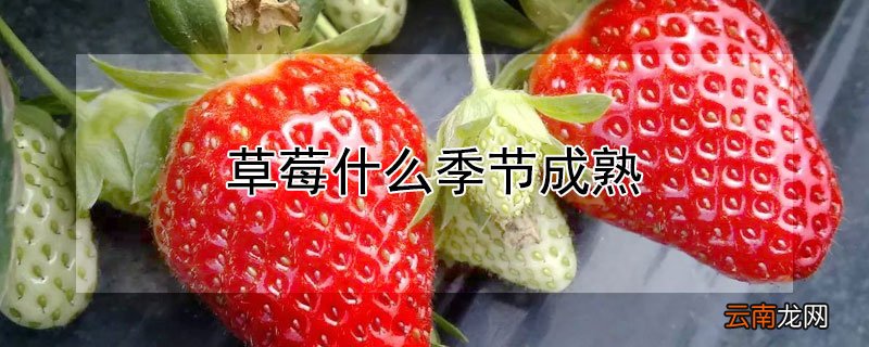 草莓什么季节成熟