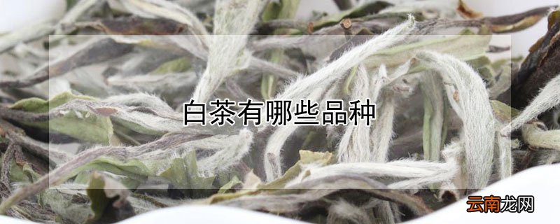 白茶有哪些品种
