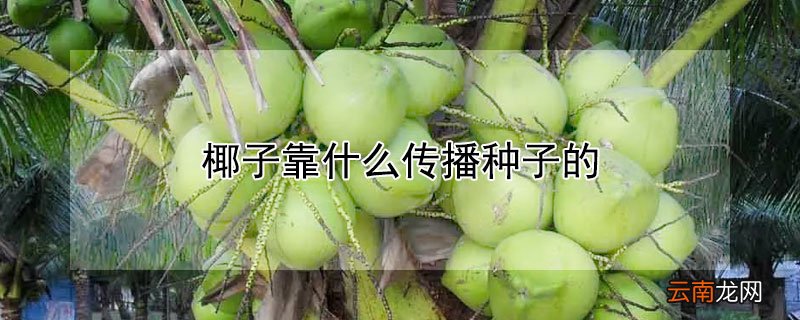椰子靠什么传播种子的