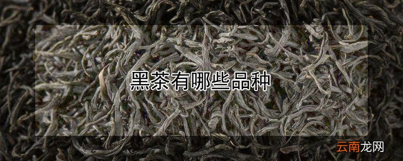黑茶有哪些品种