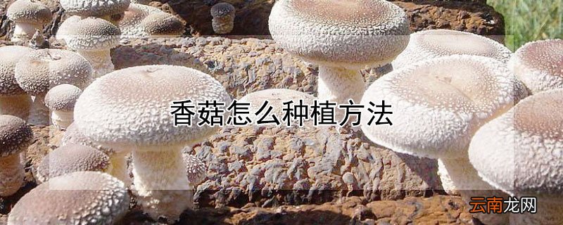香菇怎么种植方法