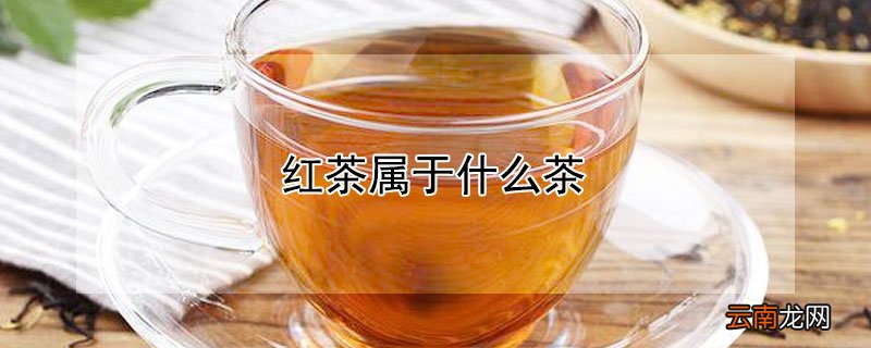 红茶属于什么茶
