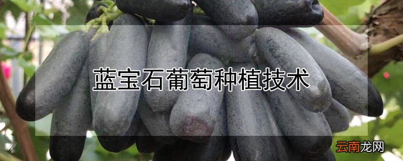 蓝宝石葡萄种植技术