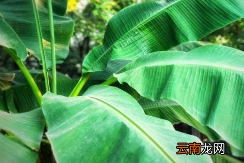 芭蕉树在冬天为什么要砍了