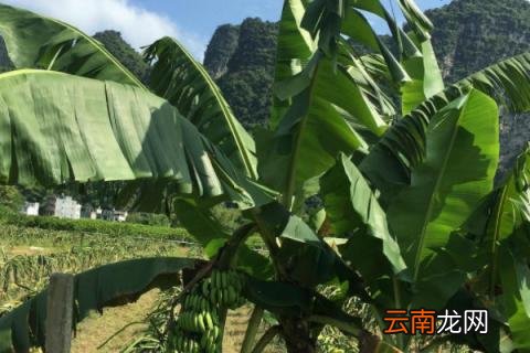 芭蕉树在冬天为什么要砍了