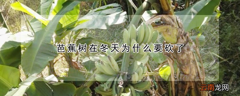 芭蕉树在冬天为什么要砍了